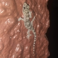 Hemidactylus mabouia
