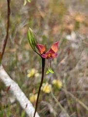 Diuris longifolia
