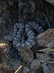 Crotalus pyrrhus