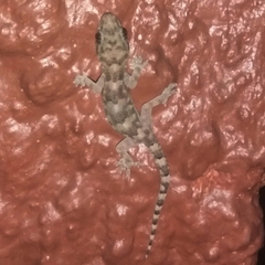 Hemidactylus mabouia