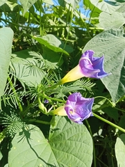 Ipomoea parasitica