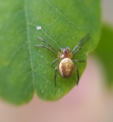 Araniella displicata