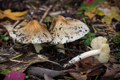 Pseudosperma sororium