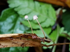 Mycena pterigena