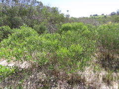 Olea
