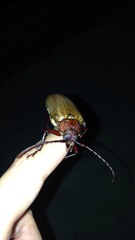 Agrianome spinicollis