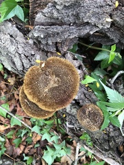 Lentinus stuppeus