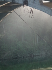 Phoenicurus fuliginosus