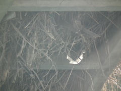 Phoenicurus fuliginosus