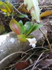 Codonanthopsis