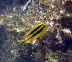 Neoglyphidodon nigroris