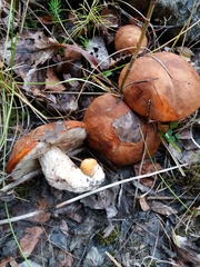 Leccinum albostipitatum