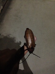 Agrianome spinicollis