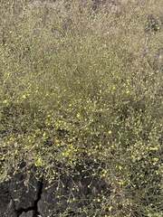 Lessingia glandulifera