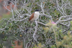 Centropus superciliosus burchellii