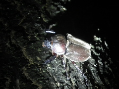 Trypoxylus dichotomus