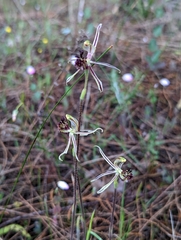Caladenia barbarossa
