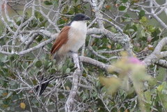 Centropus superciliosus burchellii