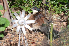 Centropus superciliosus burchellii