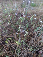 Caladenia barbarossa