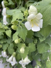 Lophospermum