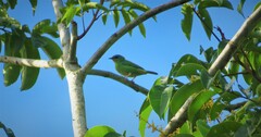Dacnis cayana