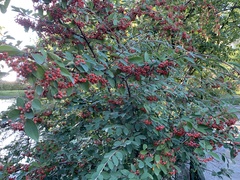 Cotoneaster coriaceus
