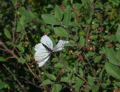 Aporia crataegi