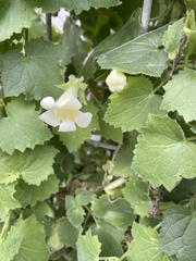 Lophospermum