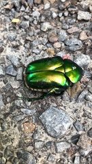 Protaetia speciosissima