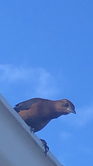 Quiscalus major westoni