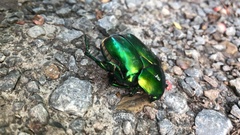 Protaetia speciosissima