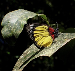 Delias crithoe