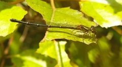 Xanthocnemis zealandica