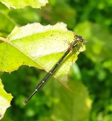 Xanthocnemis zealandica