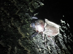 Trypoxylus dichotomus