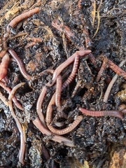 Eisenia fetida