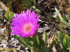 Carpobrotus