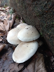 Basidiomycota
