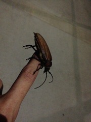 Agrianome spinicollis