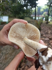 Basidiomycota