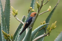 Cecropis abyssinica