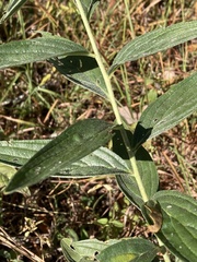 Lithospermum subsetosum