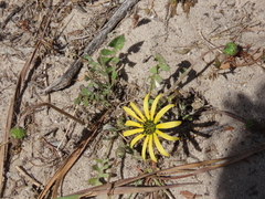 Arctotheca calendula