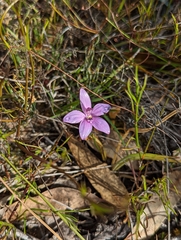 Elythranthera emarginata