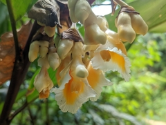 Alpinia