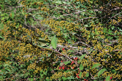 Spiraea hypericifolia