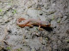 Triturus pygmaeus
