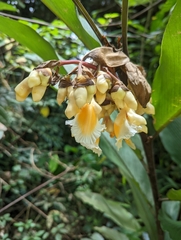 Alpinia