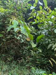 Alpinia